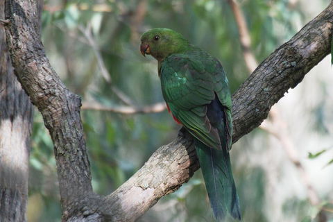 Private Blue Mountains Insider Tour From Sydney - Newcastle Accommodation 5