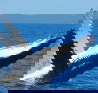 Mooloolaba Whale Watching Tour - Newcastle Accommodation