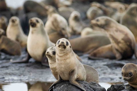 Puffing Billy, Wildlife Sanctuary & Penguins Day Tour From Melbourne - Newcastle Accommodation 0