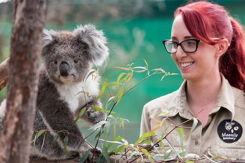 Puffing Billy, Wildlife Sanctuary & Penguins Day Tour From Melbourne - Newcastle Accommodation 3