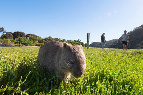 Wilson's Promontory Small Group Eco Tour From Melbourne - Newcastle Accommodation 2