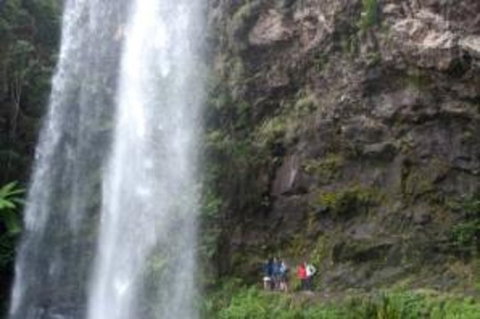 Springbrook National Park Discovery Full-Day Bushwalking Tour - Newcastle Accommodation 0
