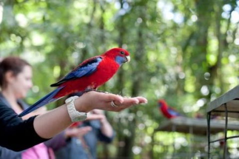Springbrook National Park Discovery Full-Day Bushwalking Tour - Newcastle Accommodation 1