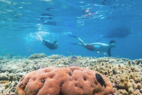 Great Barrier Reef Day Cruise To Reefworld - Newcastle Accommodation 1