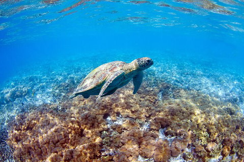 Great Barrier Reef Day Cruise To Reefworld - Newcastle Accommodation 5
