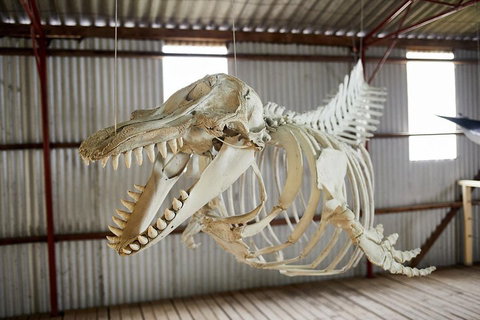 Albany's Whale Story - Newcastle Accommodation 3