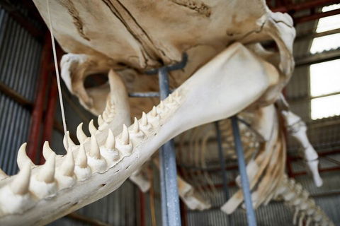 Albany's Whale Story - Newcastle Accommodation 5