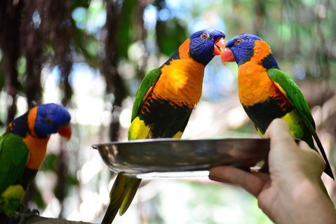 Wildlife Habitat Port Douglas - Newcastle Accommodation 0
