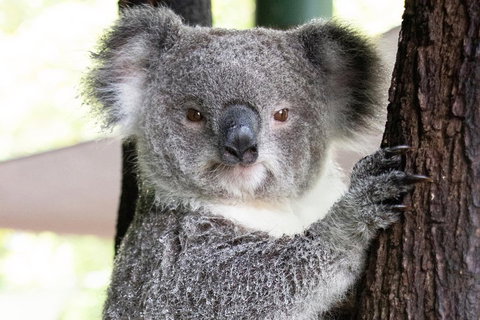 Wildlife Habitat Port Douglas - Newcastle Accommodation 1