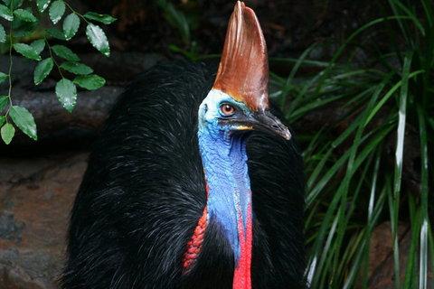 Wildlife Habitat Port Douglas - Newcastle Accommodation 3