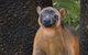 Wildlife Habitat Port Douglas - thumb 5