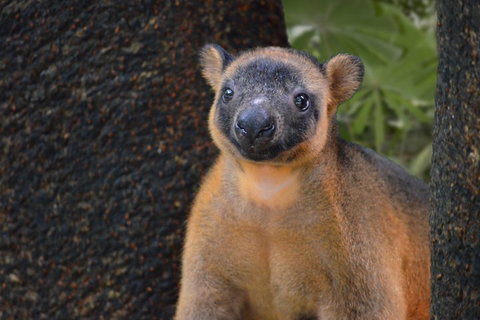 Wildlife Habitat Port Douglas - Newcastle Accommodation 5