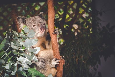 Small-Group Blue Mountains Day Trip From Sydney With Wildlife Park - Newcastle Accommodation 2