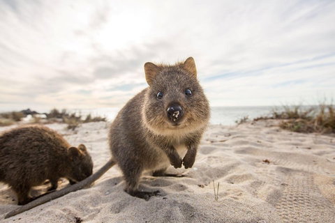 Rottnest Bayseeker Bus Tour From Hillarys Boat Harbour - Newcastle Accommodation 1