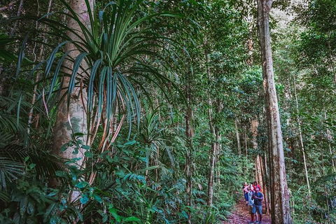 Atherton Tablelands Rain Forest By Night From Cairns - Newcastle Accommodation 0