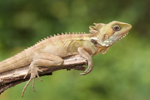 Atherton Tablelands Rain Forest By Night From Cairns - Newcastle Accommodation 1