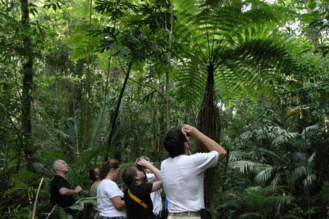 Atherton Tablelands Rain Forest By Night From Cairns - Newcastle Accommodation 3