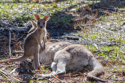 Adelaide To Melbourne 3-Day Trip Through Grampians And Great Ocean Road - Newcastle Accommodation 5