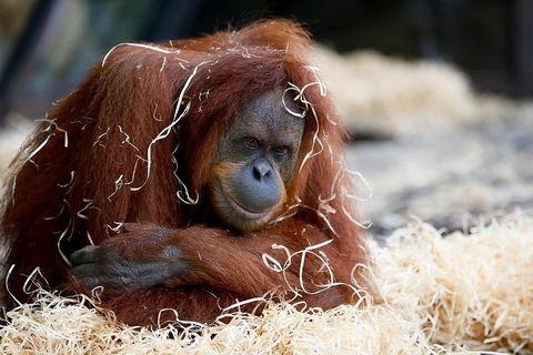 Melbourne Zoo General Entry Ticket - Newcastle Accommodation 3