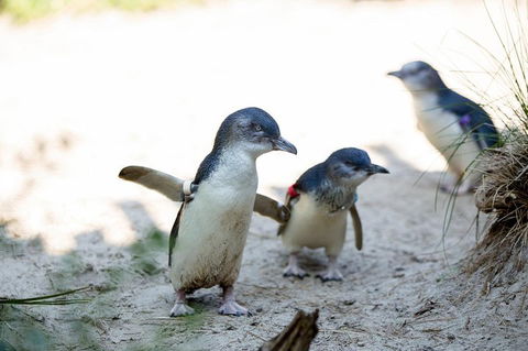 Melbourne Zoo General Entry Ticket - Newcastle Accommodation 5