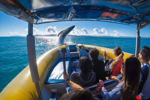 Ocean Rafting Tour To Whitehaven Beach, Hill Inlet Lookout & Top Snorkel Spots - Newcastle Accommodation 4