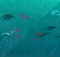 40-45 Minute Port Stephens and Stockton Beach Helicopter Flight - For 2 - New Castle Tourism