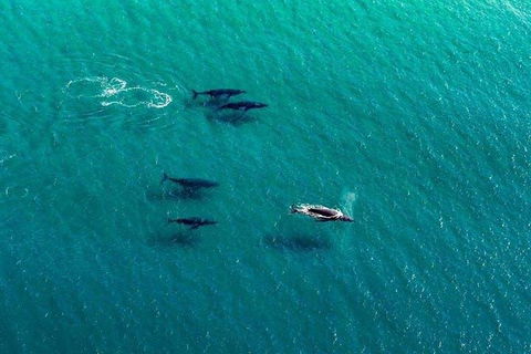 40-45 Minute Port Stephens And Stockton Beach Helicopter Flight - For 2 - New Castle Tourism 0