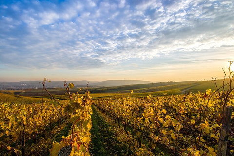 Wine Tours Sydney - Southern Highlands Day Escape, Full Day Wine Tasting Tour - Newcastle Accommodation 1