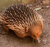 Puffing Billy And Healesville Sanctuary Scenic Tour - Newcastle Accommodation