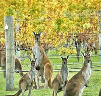 Margaret River Indulge and Discover Day Tour - Newcastle Accommodation
