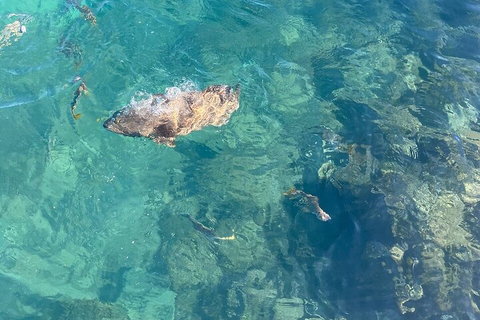 Aquascene Magnetic Island Discovery Tour - New Castle Tourism 1