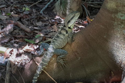 Kiama South Coast Tour With Coastline, Farmlands, Aboriginal Engravings & Lunch - Newcastle Accommodation 1