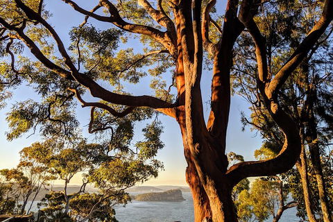 Manly & Sydney's Northern Beaches With 'Personalised Sydney Tours' - Newcastle Accommodation 4