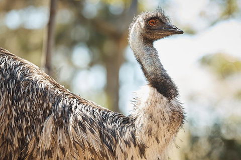 Sydney Taronga Zoo General Entry Ticket - Newcastle Accommodation 4