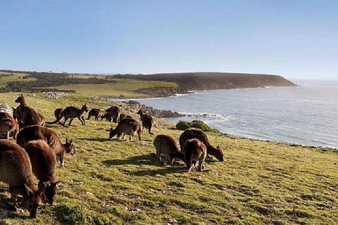 Kangaroo Island Personal Group Tours - Newcastle Accommodation 0