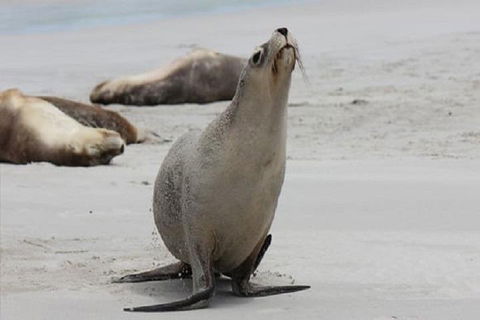 Kangaroo Island Personal Group Tours - Newcastle Accommodation 4