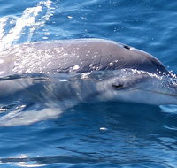 Jervis Bay Dolphin Watch Cruise - Newcastle Accommodation