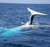 Whale Watching Jervis Bay - Newcastle Accommodation