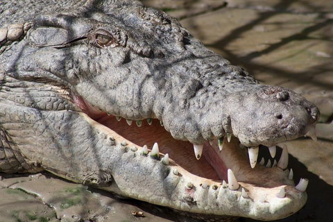Whitsunday Crocodile Safari Including Lunch - Newcastle Accommodation 1