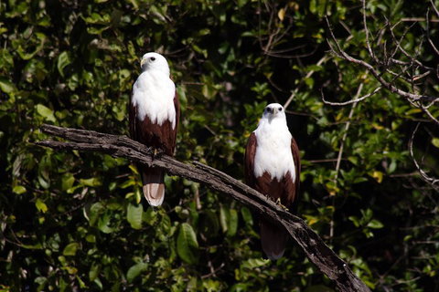 Whitsunday Crocodile Safari Including Lunch - Newcastle Accommodation 2