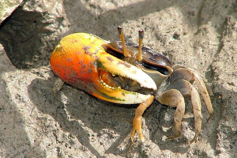 Whitsunday Crocodile Safari Including Lunch - Newcastle Accommodation 3