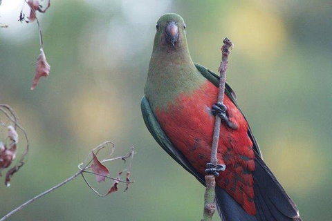 Inside The Greater Blue Mountains World Heritage - A Wildlife Safari Overnight - Newcastle Accommodation 0
