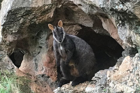 Inside The Greater Blue Mountains World Heritage - A Wildlife Safari Overnight - Newcastle Accommodation 1