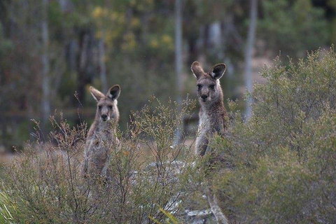 Inside The Greater Blue Mountains World Heritage - A Wildlife Safari Overnight - Newcastle Accommodation 2