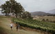 Luxury Blue Mountains Tour With Aussie BBQ Lunch And Wine Tasting - thumb 3