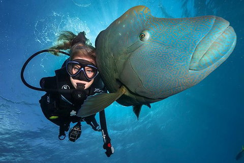 Great Barrier Reef Snorkeling And Diving Cruise From Cairns - Newcastle Accommodation 0