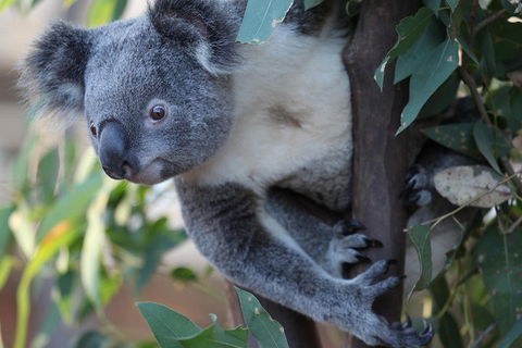 Sydney Attractions Pass: SEA LIFE Aquarium, Sydney Tower Eye, WILD LIFE Zoo And Madame Tussauds - Newcastle Accommodation 2