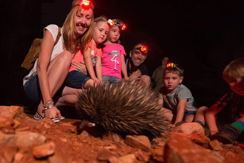 Alice Springs Desert Park Nocturnal Tour - Newcastle Accommodation 5