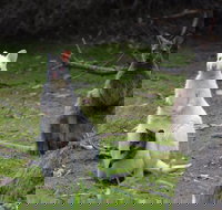 Full-Day Guided Bruny Island Tour from Hobart - New Castle Tourism