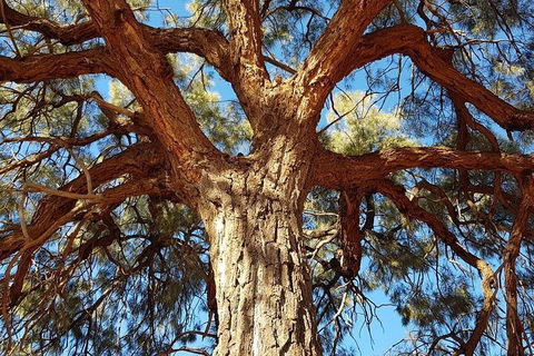 Mount Conner 4WD Small Group Tour From Ayers Rock Including Dinner - Newcastle Accommodation 3